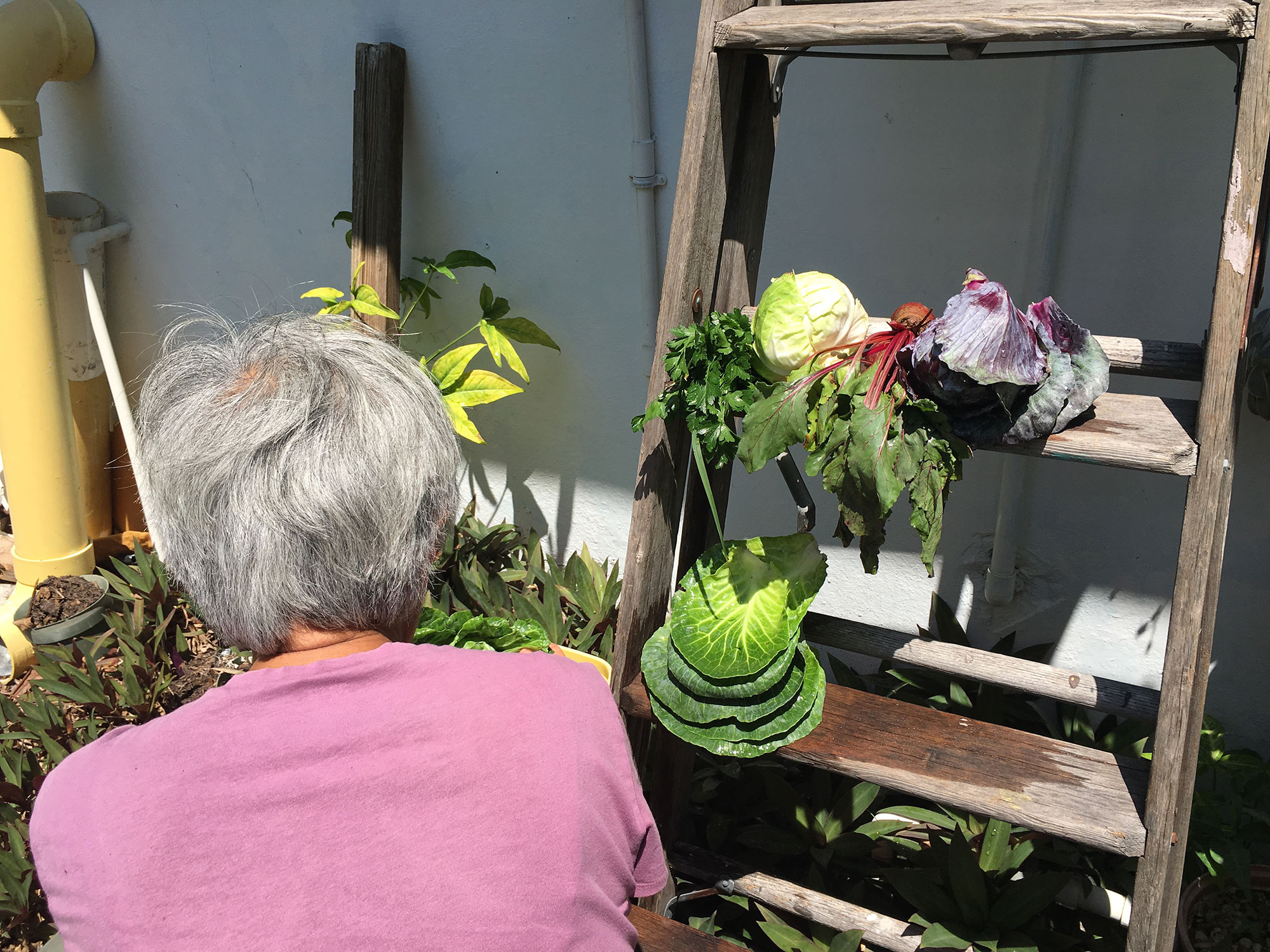 Washing vegetables from the garden.